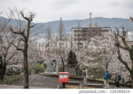 March 28 2025 Cherry Blossom Trees Along Urban Street with Red Mailbox Visible 126388824