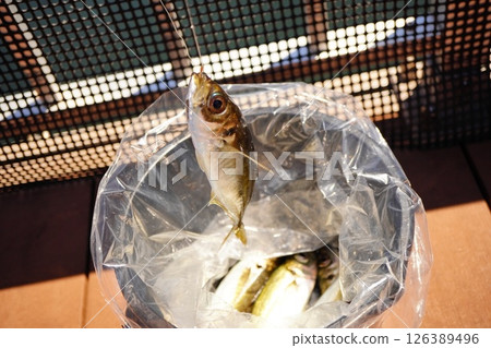 Enjoying fishing. A child catches a horse mackerel at a fishing pond. 126389496