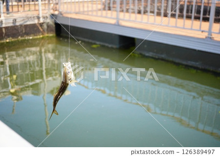 Enjoying fishing. A child catches a horse mackerel at a fishing pond. 126389497