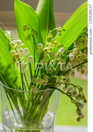 Beautiful lily of the valley flowers in a glass vase with lush green leaves surrounding them. High quality photo 126389527