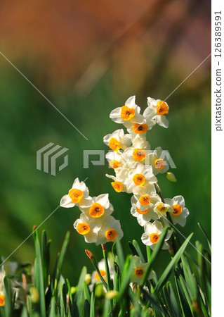 春天公園裡盛開的水仙花 126389591