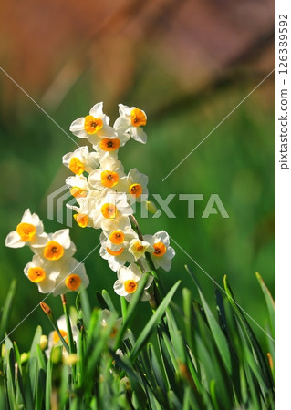 Daffodil flowers blooming in the spring park Daffodil flowers blooming in the spring park 126389592