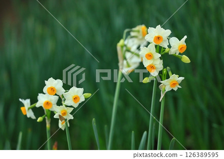 Daffodil flowers blooming in the spring park Daffodil flowers blooming in the spring park 126389595