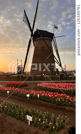 [Sakura City, Chiba Prefecture] Sunset: Windmills in the tulip fields at Sakura Furusato Square 126389761