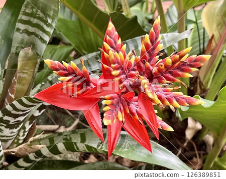 Beautiful orange Bromeliads blooming plants in garden Beautiful orange Bromeliads blooming plants in garden 126389851