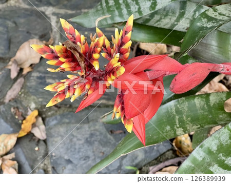 Beautiful orange Bromeliads blooming plants in tropical garden Beautiful orange Bromeliads blooming plants in tropical garden 126389939