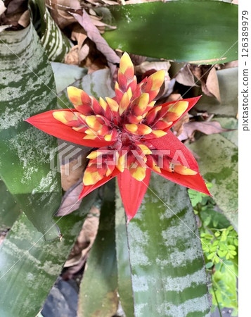 Beautiful orange Bromeliads blooming plants in tropical garden Beautiful orange Bromeliads blooming plants in tropical garden 126389979