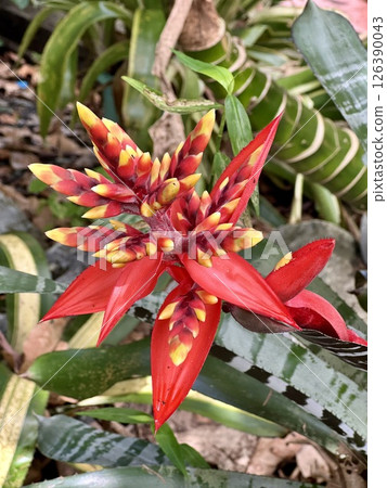 Beautiful orange Bromeliads blooming plants in tropical garden Beautiful orange Bromeliads blooming plants in tropical garden 126390043