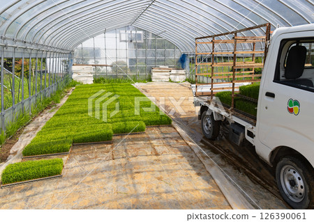 Rice cultivation: Removing seedlings from the seedling greenhouse Rice cultivation: Removing seedlings from the seedling greenhouse 126390061
