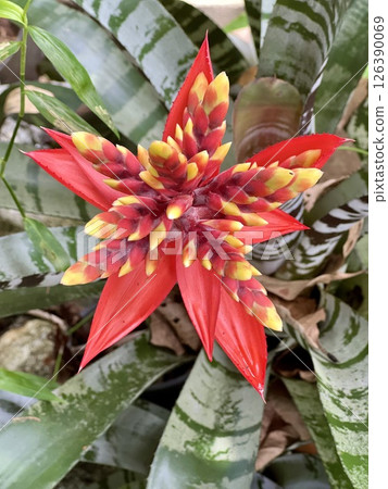 Beautiful orange Bromeliads blooming plants in tropical garden Beautiful orange Bromeliads blooming plants in tropical garden 126390069