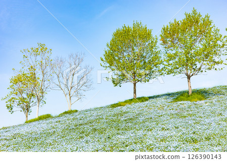 Spring in Kobe, Agricultural Park's Nemophila Hill Spring in Kobe, Agricultural Park's Nemophila Hill 126390143