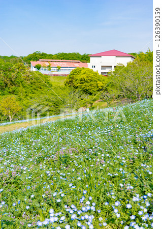 神戶的春天，農業公園的粉蝶之丘 126390159