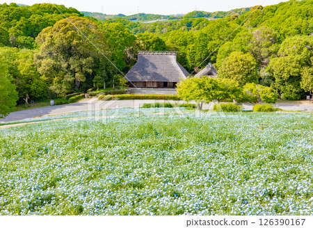 神戶的春天，農業公園的粉蝶之丘 126390167