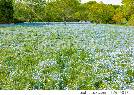 Spring in Kobe, Agricultural Park's Nemophila Hill 126390174