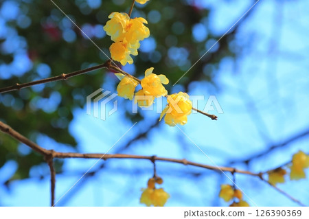 日本五香粉預示著春天的到來 126390369