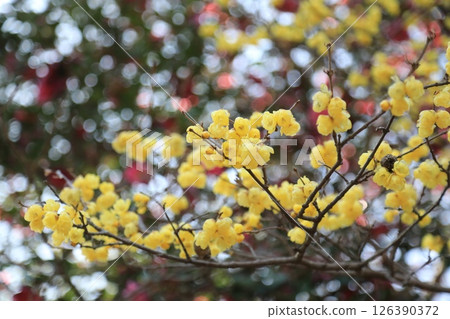 日本五香粉預示著春天的到來 126390372