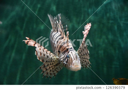 fish魚 fish魚 126390379