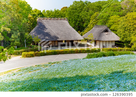 Spring in Kobe, the Nemophila Hills and the Folk and Farm Tools Exhibition Hall at the Agricultural Park 126390395