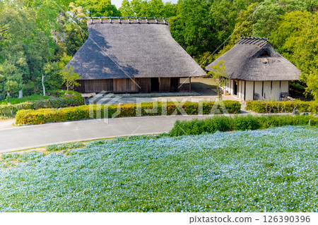 神戶的春天、粉紅蝶花之丘、農業公園的民俗農具展示館 神戶的春天、粉紅蝶花之丘、農業公園的民俗農具展示館 126390396