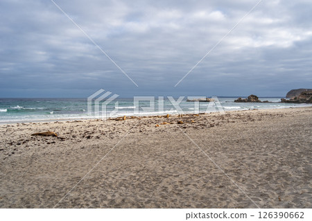 Seals resting on the sandy beach of Seal Bay, in Kangaroo Island, Australia Seals resting on the sandy beach of Seal Bay, in Kangaroo Island, Australia 126390662