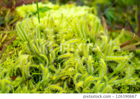 Drosera carnivorous plant in Singapore Botanic Gardens 126390667