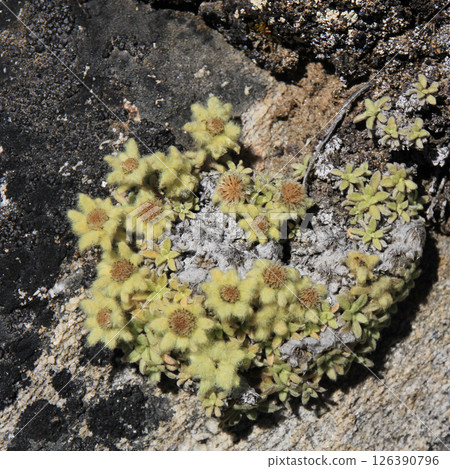 Golden Edelweiss growing near the Everest Base Camp, Nepal. 126390796