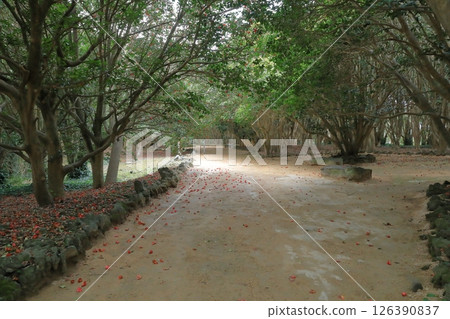 萩市笠山山茶花林的落花步道景觀 126390837