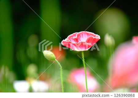 Red Poppy Flower Red Poppy Flower 126390868