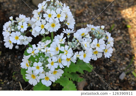 Phlox blooming in the park 126390911