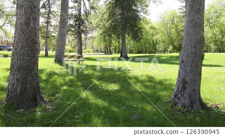Park area with trees and green grass in spring Park area with trees and green grass in spring 126390945