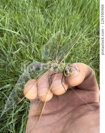 Dragonfly, Anax junius, on hand against grass 126390966