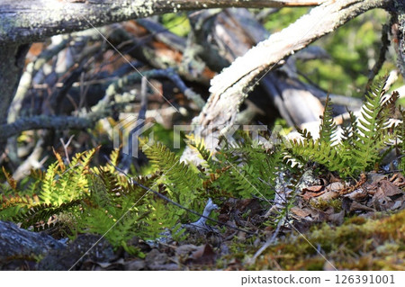 forest fern and moss in the forest forest fern and moss in the forest 126391001