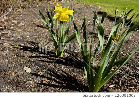 yellow daffodil flower in spring yellow daffodil flower in spring 126391002