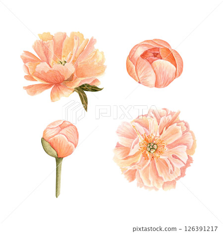 Coral peony flower, bud, watercolor illustration set isolated on white. Hand-painted vintage botanical elements. Perfect for wedding design, packaging, and cards. Soft blush, olive green dusty tones Coral peony flower, bud, watercolor illustration set isolated on white. Hand-painted vintage botanical elements. Perfect for wedding design, packaging, and cards. Soft blush, olive green dusty tones 126391217