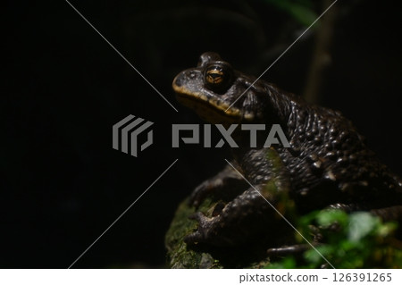 A frog 126391265