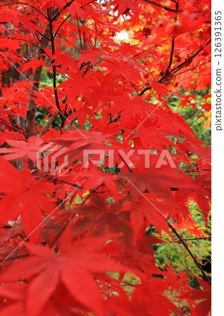 秋葉變紅 126391365