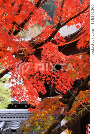 秋葉變紅 秋葉變紅 126391366