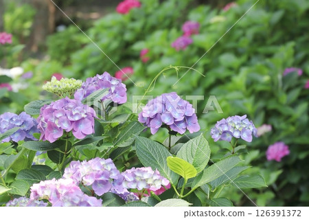 Purple hydrangea flowers blooming in the shade 126391372