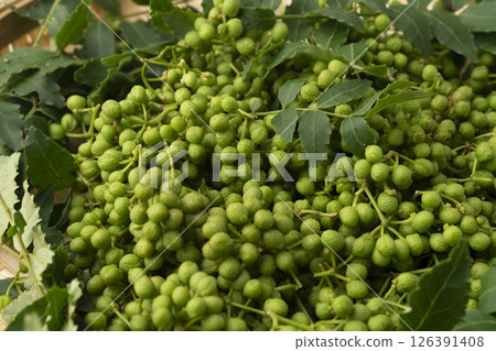 Japanese pepper 126391408