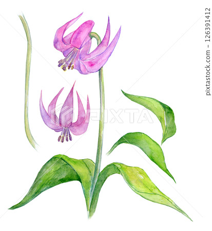 狗牙紫羅蘭花的水彩插圖 狗牙紫羅蘭花的水彩插圖 126391412