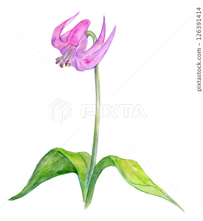 狗牙紫羅蘭花的水彩插圖 狗牙紫羅蘭花的水彩插圖 126391414