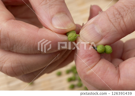 山椒莓:手工採摘山椒莖 山椒莓:手工採摘山椒莖 126391439