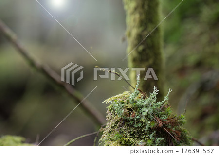 Forest moss - Image of the environment Forest moss - Image of the environment 126391537