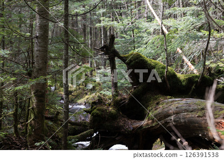 Japan's rich virgin forests: Moss and forests 126391538