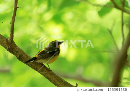 Kibitaki Kibitaki 126391586