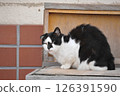 流浪貓 126391590