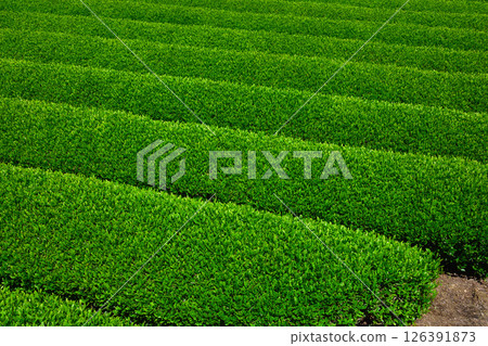 茶園 靜岡茶 新茶 126391873