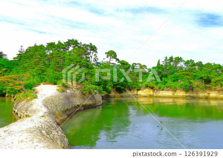 Pine forest seen from horseback Pine forest seen from horseback 126391929