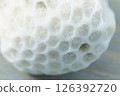 Coral 126392720