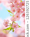 Kawazu cherry tree 126392725